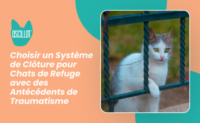 Choisir un Système de Clôture pour Chats de Refuge avec des Antécédents de Traumatisme