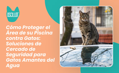 Cómo Proteger el Área de su Piscina contra Gatos: Soluciones de Cercado de Seguridad para Gatos Amantes del Agua
