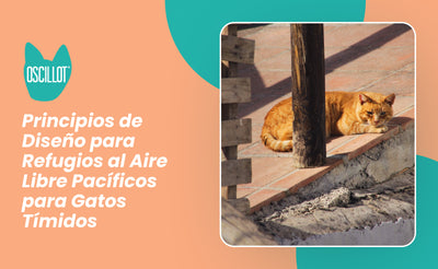 Principios de Diseño para Refugios al Aire Libre Pacíficos para Gatos Tímidos