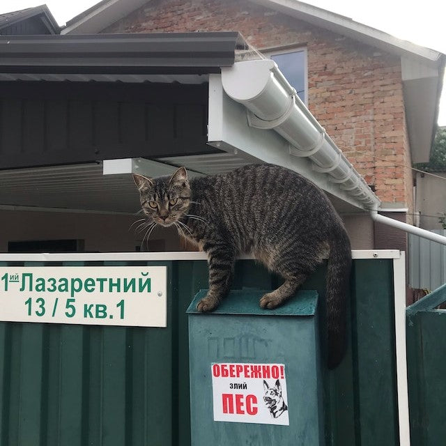 Katze in der Nähe des Zauns