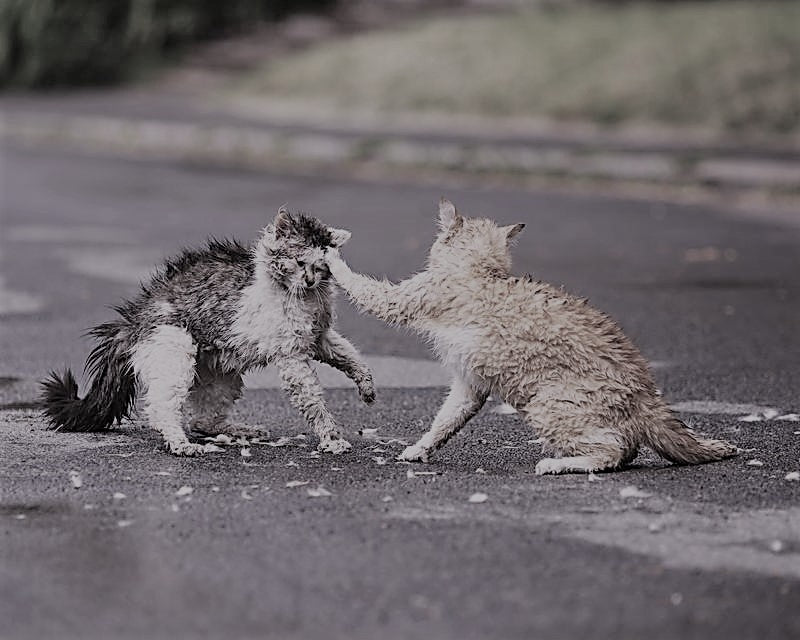 Chats dans un environnement extérieur