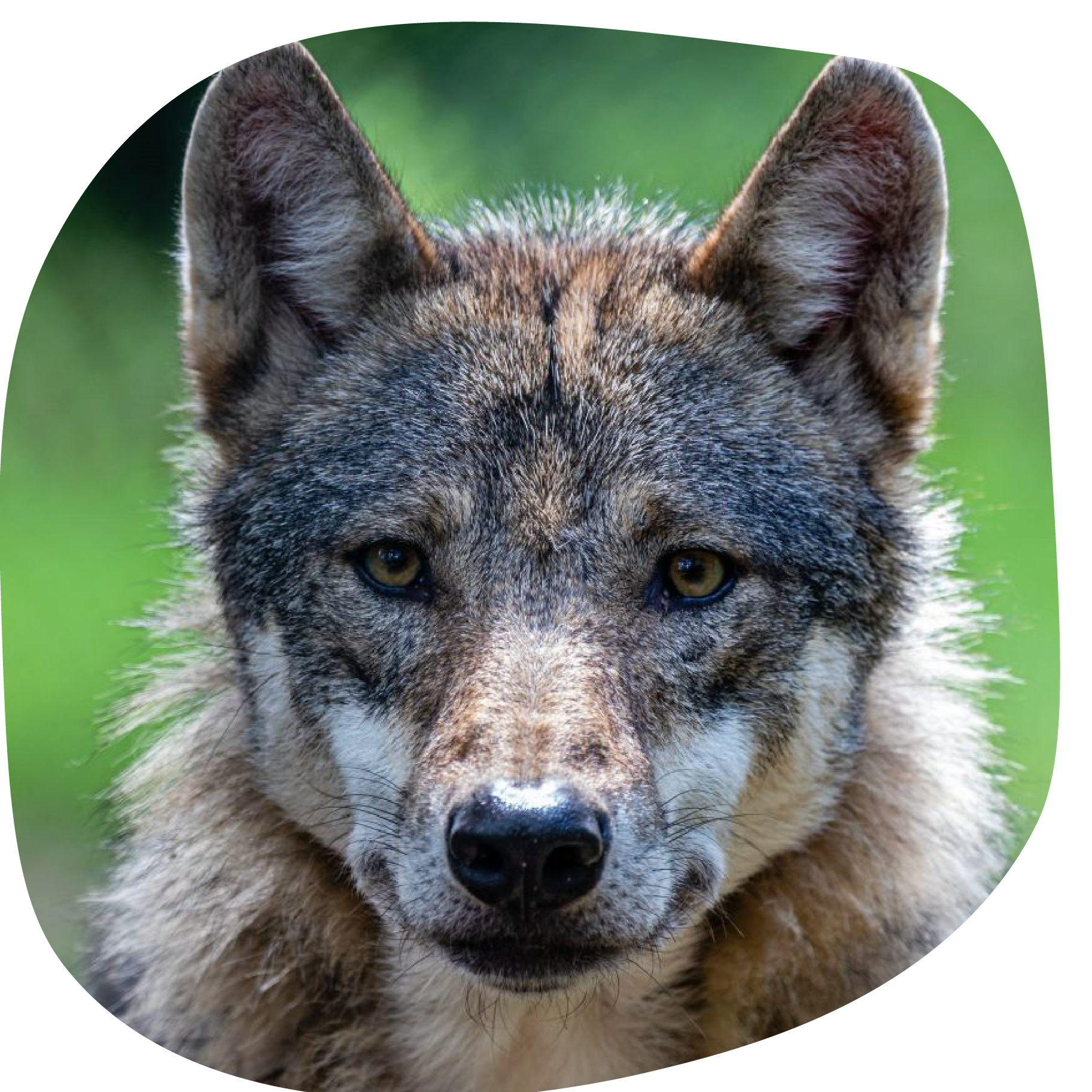 Informations sur les kits de clôture anti-chien