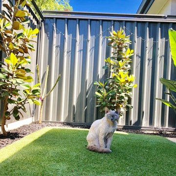 Soporte protector para árbol de gatos Oscillot