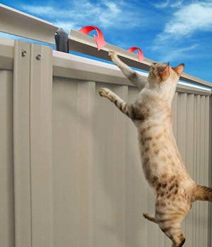 Démonstration d'Oscillot à un chat